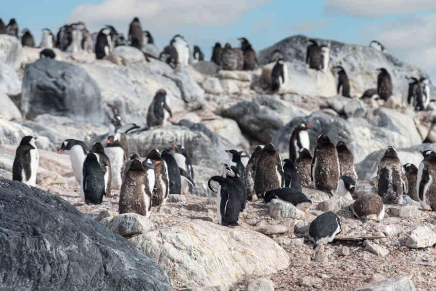 Pingüino Papua o Gentoo - isla Robert - islas Shetland del Sur 05.jpg